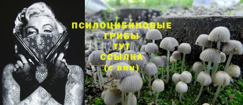 купить наркотик  Сорочинск  Псилоцибиновые грибы Magic Shrooms 